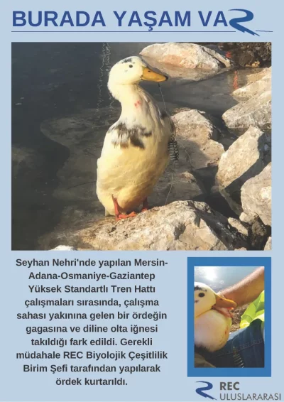 Seyhan Ördek Kurtarılması Sayfa 1